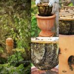 collage ruche ovoide apiculture abeilles