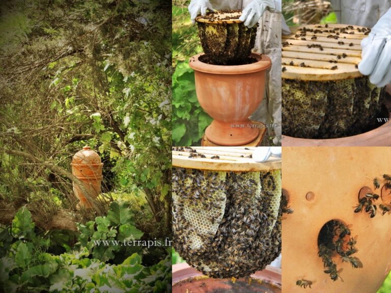 collage ruche ovoide apiculture abeilles