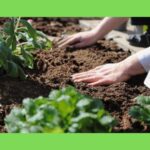 sol terre argile jardin potager
