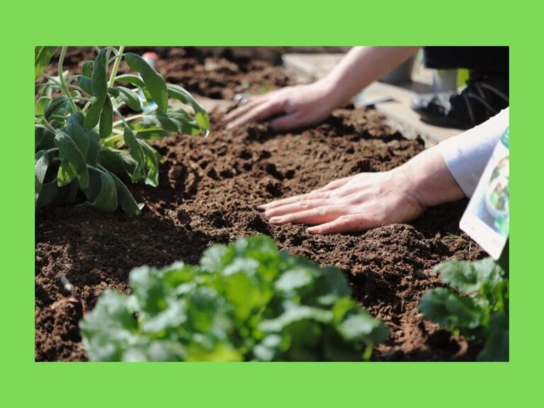 sol terre argile jardin potager