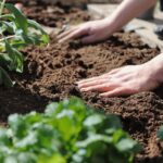 terre jardin potager