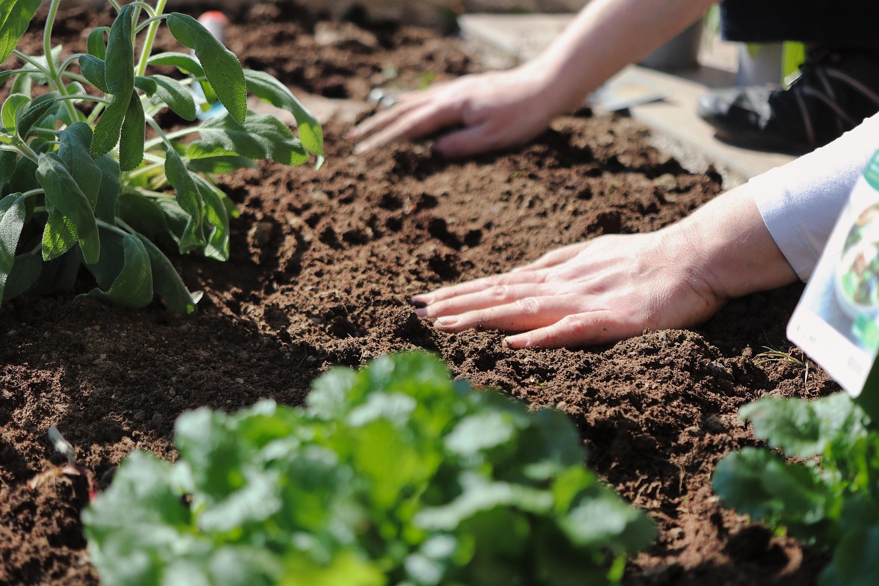 terre jardin potager