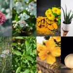 collage herboriste phytothérapie plantes vertueuses