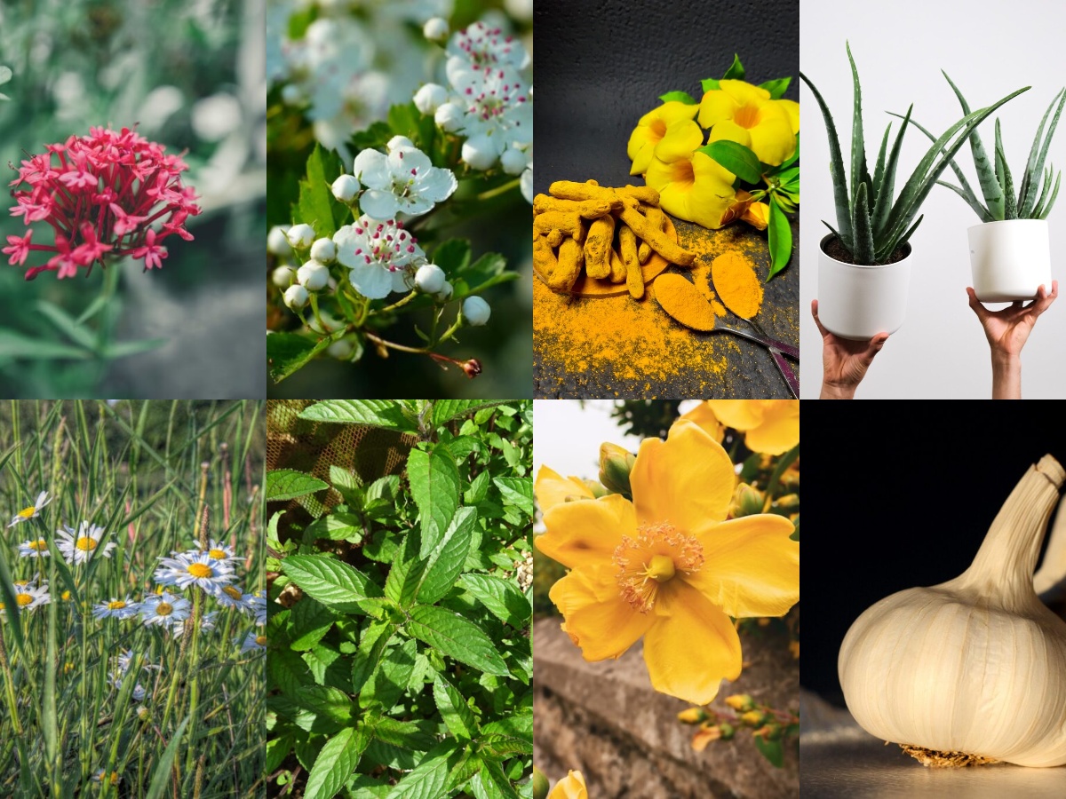 collage herboriste phytothérapie plantes vertueuses