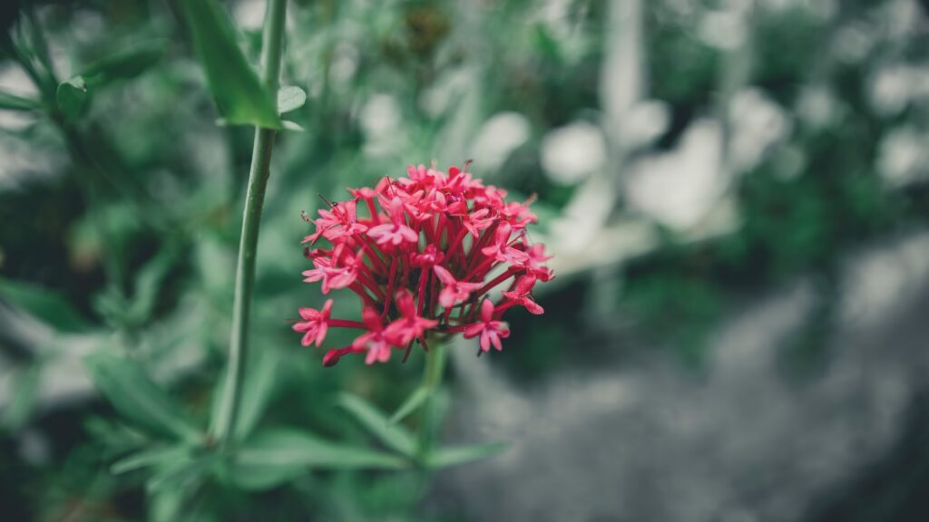a close up of a flower in a field