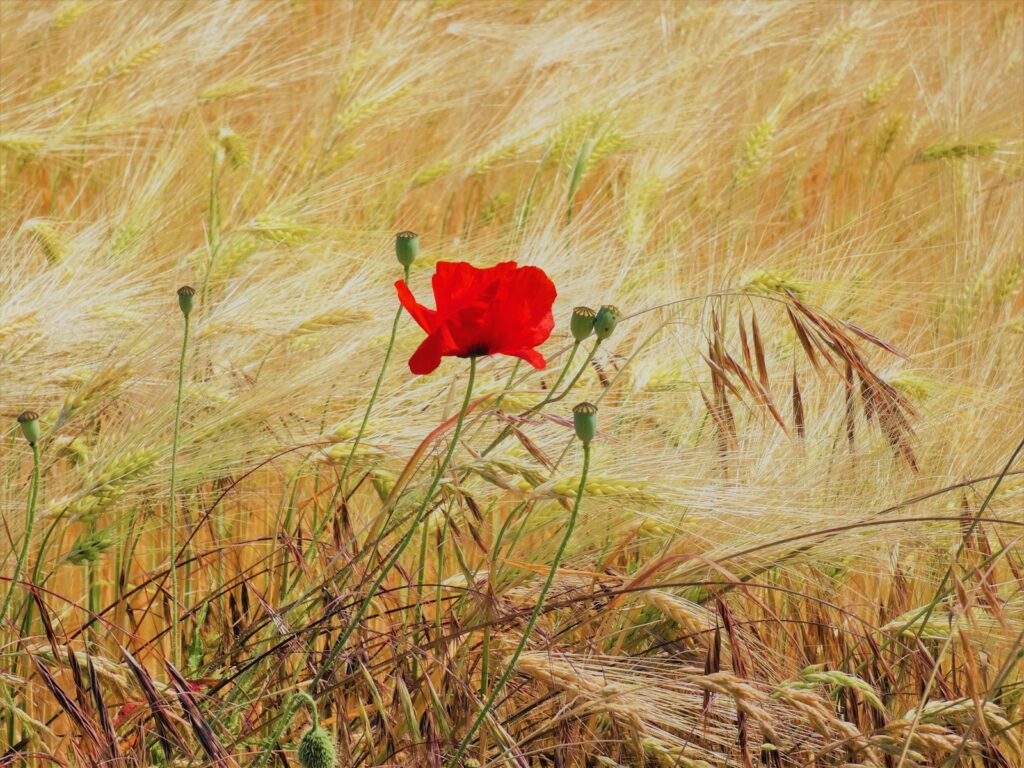 a red flower in a field of tall grass