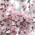 mamans sensibles symbole - cerisier